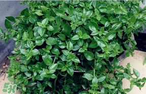 冰菜和穿心蓮是同一種菜嗎？冰菜和穿心蓮是一科嗎？