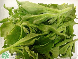 冰菜可以生吃嗎？冰菜能生吃嗎？