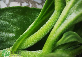 冰菜可以生吃嗎？冰菜能生吃嗎？