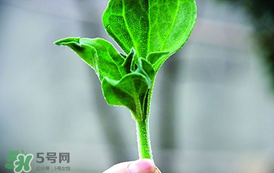 冰菜怎么吃？冰菜可以炒著吃嗎？