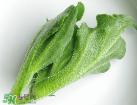 冰菜怎么吃？冰菜可以炒著吃嗎？