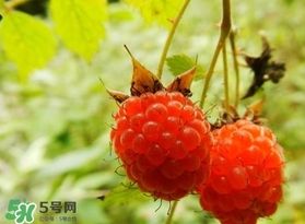 刺泡怎么吃？刺泡使用方法