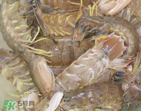 瀨尿蝦是皮皮蝦嗎？瀨尿蝦和皮皮蝦的區(qū)別