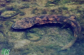 娃娃魚多少錢一斤2017？2017娃娃魚多少錢一斤？