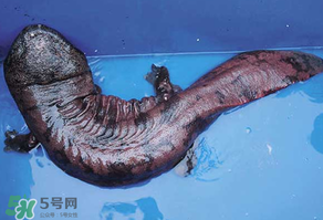 娃娃魚多少錢一斤2017？2017娃娃魚多少錢一斤？