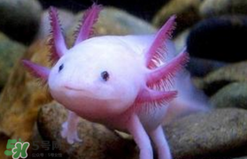 娃娃魚多少錢一斤2017？2017娃娃魚多少錢一斤？