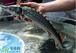 中華鱘多少錢一斤？中華鱘多少錢一斤2017？