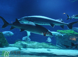 中華鱘多少錢一斤？中華鱘多少錢一斤2017？