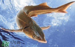 中華鱘多少錢一斤？中華鱘多少錢一斤2017？