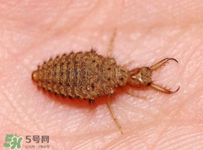 蟻獅價格多少錢一斤？蟻獅多少錢一克？