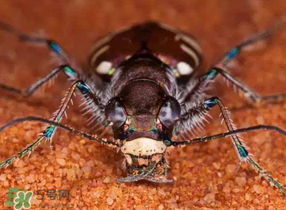 蟻獅價格多少錢一斤？蟻獅多少錢一克？