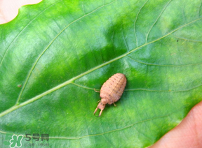 蟻獅價格多少錢一斤？蟻獅多少錢一克？