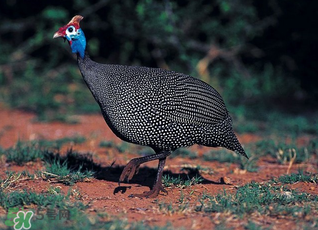 珍珠雞多少錢一斤2017？2017珍珠雞多少錢一斤？