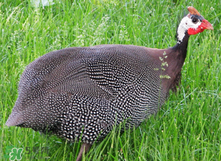 珍珠雞多少錢一斤2017？2017珍珠雞多少錢一斤？