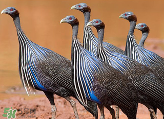 珍珠雞多少錢一斤2017？2017珍珠雞多少錢一斤？