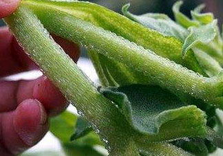 冰菜怎么吃？冰菜可以炒著吃嗎？