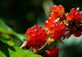 刺泡怎么吃？刺泡使用方法