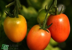 圣女果是小西紅柿嗎？圣女果和西紅柿的區(qū)別