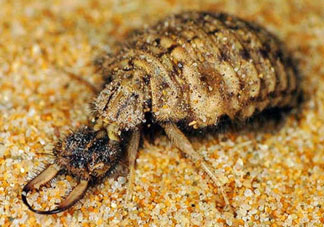 蟻獅價(jià)格多少錢(qián)一斤？蟻獅多少錢(qián)一克？