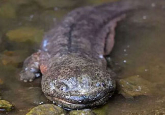 娃娃魚多少錢一斤2017？2017娃娃魚多少錢一斤？