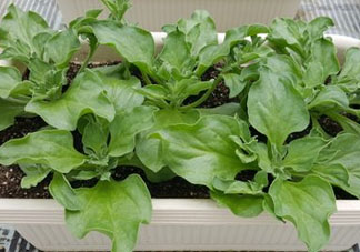 冰菜可以生吃嗎？冰菜能生吃嗎？