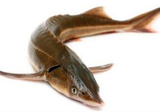 中華鱘多少錢一斤？中華鱘多少錢一斤2017？