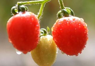 怎樣種植小番茄？小番茄怎么種