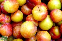 李子不能和什么一起吃？李子不能和什么同吃