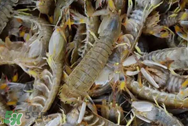 爬蝦蒸還是煮？爬蝦蒸好還是煮好？