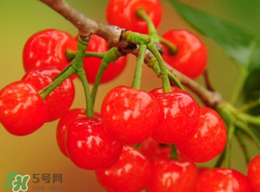 櫻桃可以帶上飛機(jī)嗎？坐飛機(jī)可以帶櫻桃嗎？