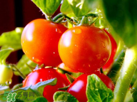 西紅柿和花甲能一起吃嗎？花甲能和西紅柿同吃嗎？