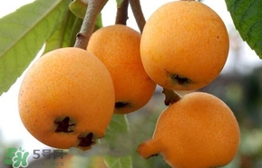 枇杷不能和什么一起吃？枇杷不能跟什么一起吃