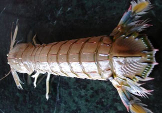 爬蝦蒸還是煮？爬蝦蒸好還是煮好？