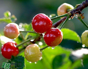 櫻桃可以帶上飛機(jī)嗎？坐飛機(jī)可以帶櫻桃嗎？