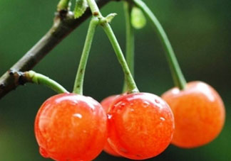 吃櫻桃會醉嗎？櫻桃吃多了會醉嗎？