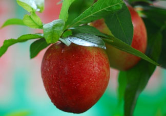 油桃多少錢一斤？油桃多少錢一斤2017？