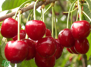 四月份有櫻桃嗎？四月份的櫻桃能吃嗎？