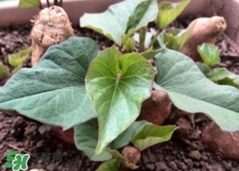 番薯葉是紅薯葉嗎？番薯葉和紅薯葉的區(qū)別