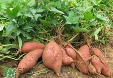 番薯葉怎么種？怎樣種番薯葉