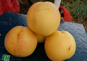 黃金油桃多少錢一斤？黃金油桃什么時(shí)候成熟？