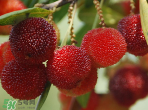 楊梅什么時(shí)候上市？楊梅幾月上市？