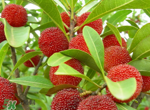 楊梅什么時(shí)候上市？楊梅幾月上市？