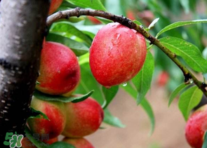 油桃里面發(fā)黑能吃嗎？油桃里面發(fā)黑怎么回事？