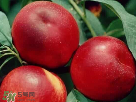 油桃里面發(fā)黑能吃嗎？油桃里面發(fā)黑怎么回事？