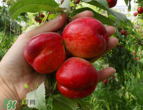 油桃里面發(fā)黑能吃嗎？油桃里面發(fā)黑怎么回事？