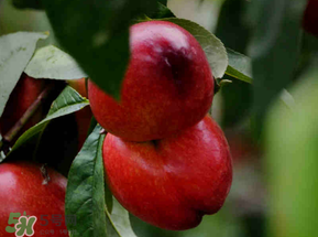 油桃可以放冰箱嗎？油桃能放冰箱嗎？