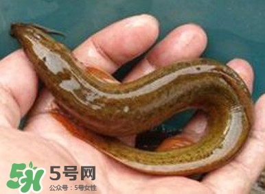 泥鰍如何養(yǎng)？野生泥鰍怎么養(yǎng)