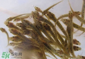 泥鰍吃什么？泥鰍吃什么食物