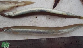 青島面條魚是什么魚？青島面條魚叫什么