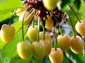 吃櫻桃會醉嗎？櫻桃吃多了會醉嗎？